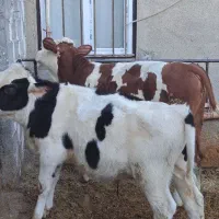 سیمینتال وهلشتاین