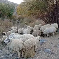 فروش گوسفند داشتی ،ساردوئیه|حیوانات مزرعه|درب بهشت, |دیوار