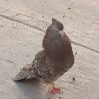 هفت رنگ کاکلی