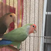 طوطی برزیلی