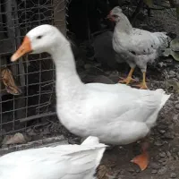 فروش تعدادی نیمچه مرغ و خروس. زنگ فقط|حیوانات مزرعه|سنگر, |دیوار