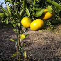 هزار متر باغ با کاربری مسکونی