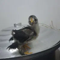 جوجه مرند|حیوانات مزرعه|بهبهان, |دیوار