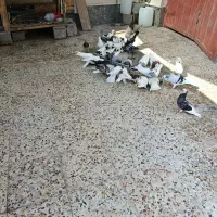 انواع کبوتر|پرنده|بندر کنگان, |دیوار