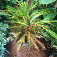 گل افروبیا اره فقط 300|گل و گیاه طبیعی|اصفهان, سرچشمه|دیوار