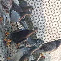 پرنده|پرنده|برازجان, |دیوار