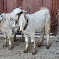 دوتا چپش یکی نر و یکی ماده|حیوانات مزرعه|بروجرد, |دیوار