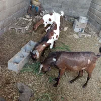 سه عدد کهره دوتا نر چپشت یکی‌ ماده کیسه|حیوانات مزرعه|میناب, |دیوار