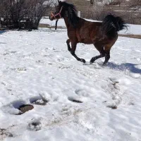 کره مادیون2ساله کره خان خان سرعین