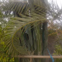 کاکتوس درختی