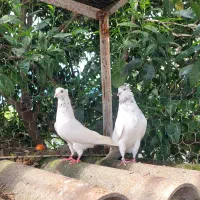 ۴ جفت کبوتر پرشی