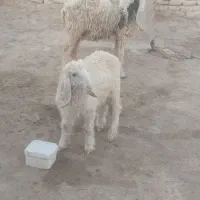 گوسفند مری