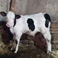 گوساله نر دوماهه وماده15روزه،هردو سیمینتال