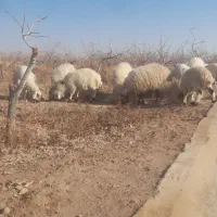 فروش بره نر و ماده