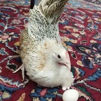 تخم مرغ مینیاتور