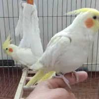 عروس هلندی یک جفت همراه قفس