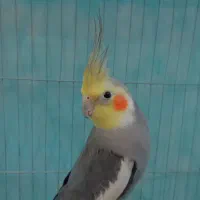 عروس هلندی نر|پرنده|باشتین, |دیوار