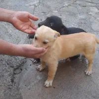 توله سگ خارجی