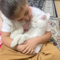 گربه بریتیش|گربه|تهران, تجریش|دیوار