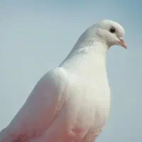 کبوتر