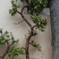 بونسای خرفه و گل یشم