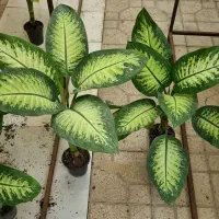 برگ عبایی، دیفن باخیا، بن سای لیندا|گل و گیاه طبیعی|شیراز, شهرک والفجر|دیوار