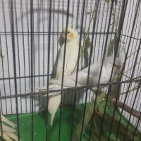 عروس تازه دونخور۳ماهه|پرنده|قم, قلعه عموحسین|دیوار