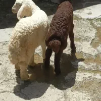 بره شیری شیر مست