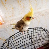 عروس هلندی جوجه 4ماه آماده یادگیری|پرنده|مرودشت, دولت آباد|دیوار