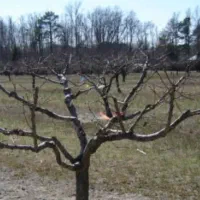 هرس درختان میوه وزینتی|خدمات باغبانی و درختکاری|شهریار, یوسف آباد صیرفی|دیوار