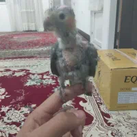 عروس هلندی باهوش