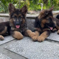 فروش تولههای ژرمن شپرد اصیل|سگ|تهران, شهرک آزمایش|دیوار