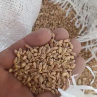 گندم ابی پیشگام