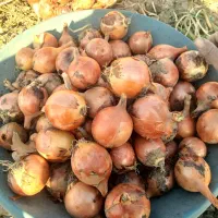پیاز|خوردنی و آشامیدنی|حسین آباد, |دیوار