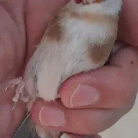 سره چونه نر