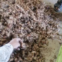 پیاز زعفران یا بذر زعفرون