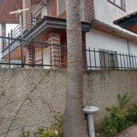 درخت|گل و گیاه طبیعی|نوشهر, |دیوار