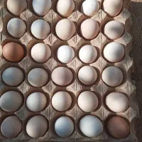 فروش تخم مرغ بومی