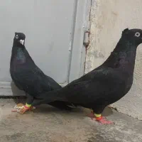 فروش جفت زاغ|پرنده|مهر, |دیوار