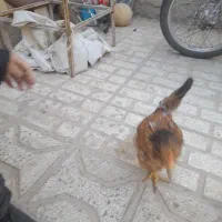 خروس4ماهه|حیوانات مزرعه|سبزوار, شهرک ابوذر|دیوار