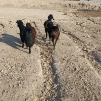 بز ابستن|حیوانات مزرعه|هامون, |دیوار