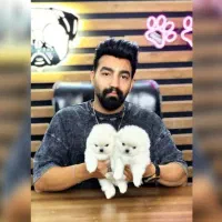 سگ جیبی /// پامرانین خرسی توی پودل عروسکی شیتزوفلت