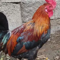 خروس اصیل
