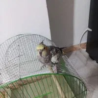 یک عدد عروس هلندی دستی رام بازی کوش|پرنده|قدس, شهرقدس|دیوار