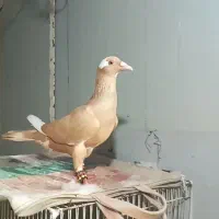 قره زرد  رم سفید   موش ی  پلنگ  ابلق