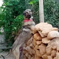سگ پژدر