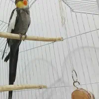 عروس هلندی نر بالغ آماده