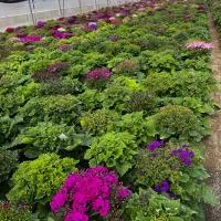 گل سینره|گل و گیاه طبیعی|پاکدشت, پاکدشت (مامازند)|دیوار