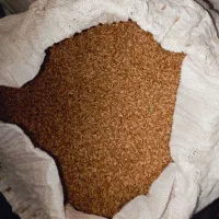 گندم بذری فروشی