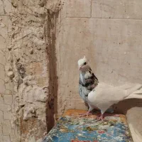 فروش هفتا تا طوقی روهم 6